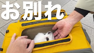 【帰省最終日】お別れするのが寂しくて泣いてしまったポメラニアン