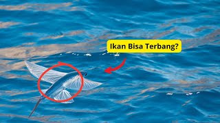 7 Fakta Menarik Dan Mitos yang seringkali melingkupi hewan-hewan di lautan | Explorasi Ajaib