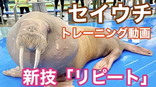 《鳥羽水族館》セイウチのポウちゃんが新技‟リピート”を習得！ Training  session of "Po", an amazingly smart walrus