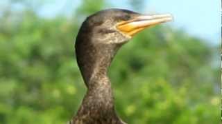 biguá (Phalacrocorax brasilianus)