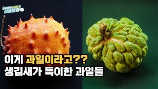 이게 과일?? 생김새가 특이한 과일들