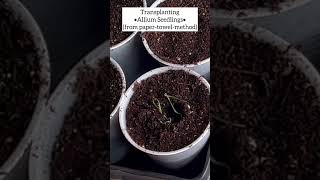 Transplanting Allium Seedlings *with update* 🌱 Crochet, Garden, Repeat