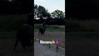 Respect power BANANA🍌🍌🍌 #horse #pony #equestrian #ponylover #shortvideo #funny #fun