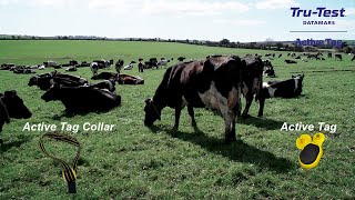 TreTest Active Tags - Kinsale based dairy farmer discusses active tags