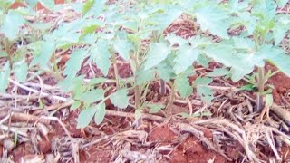 CHERRY TOMATO TRANSPLANTATION TRANSPLANTE DE TOMATE CEREJA