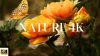 4K Video (Ultra HD): Unbelievable Beauty - Relaxing music along with beautiful nature videos #117