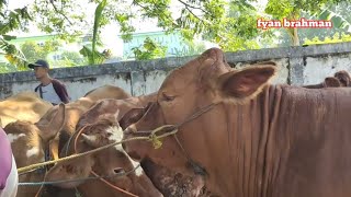 Babon super pasar sapi bojonegoro 16 Des 2021