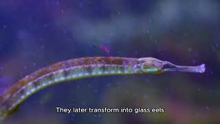 The Secretive Swimmers of the Deep Unraveling the Mysteries of Eels