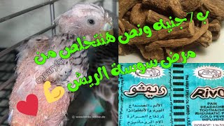 علاج سوس الريش (الفرنش مولت) عند طيور الزينه ب 7جنيه ونص فقط 💊💉 وعن تجربه شخصيه ومضمونه 100%💯❤️