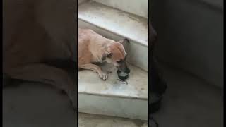 New bond with my gully boy  #streetdogs #doglover #purelove #shortvideos