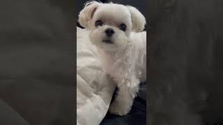 매력적#앙코#앙꼬#anco#사랑해#말티즈#maltese #강아지 #오늘의강아지 #puppy #매력적#추석#cutedog #cute#today