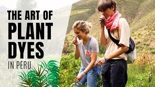 The Art Of Plant Dyes In Peru