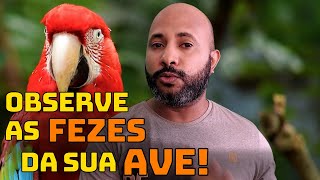 COMO DESCOBRIR DOENÇAS EM PÁSSAROS PELAS FEZES?