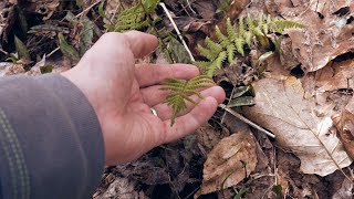 Nature Walk & Ramble | Mid-Spring 2023 | ASMR