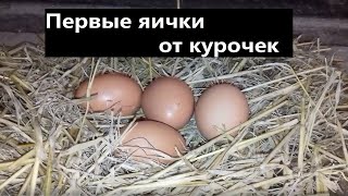 Курочки молодки снесли первые яички