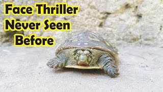 Wildlife Pig-Nosed #shorts Turtle