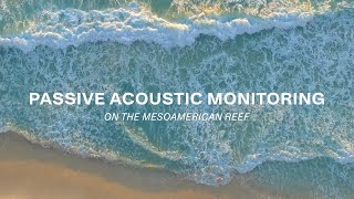 Why we use passive acoustic monitoring on the Mesoamerican Reef | WORLD OF SOUND