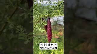 형씨네 핑거라임 커가는 과정 #shorts