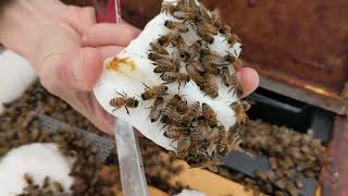 Emergency Winter Feeding for Honey Bees Using Fondant