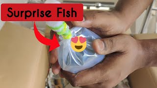 Unboxing Our Surprise Fish - Tamil  | Most Colorful and Tiny Little Fish for Our Moss Tank