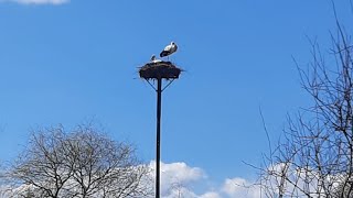 Jedna Jaskółka wiosny nie czyni ale dwa Bociany już tak!!! Bociany osiedliły nowe gniazdo.