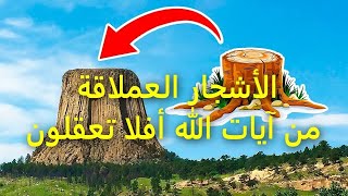 حقيقة الاشجار العملاقة وطمس معالم الارض