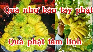 Cây Phật Thủ Giống Cho Quả Như Bàn Tay Phật Mang Ý Nghĩa Tâm Linh May Mắn Cho Gia Chủ