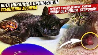 СЛАБОНЕРВНЫМ НЕ СМОТРЕТЬ 😱😰КОТ С ОТОРВАНОЙ ЛАПОЙ И КОТЁНОК  С ВЫПАДЕНИЕМ КИШКИ ПРЯМОЙ