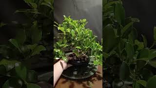 Próximo vídeo, pinzado y actualización pre bonsai ficus, #bonsai