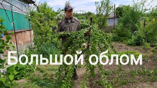 Недостаток прививки на взрослое дерево.