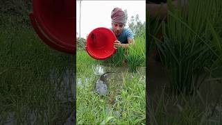 Biggest kattla fish catching 😱 #shorts #youtubeshorts #viral @fisherboydev#video #funny #fishingtric