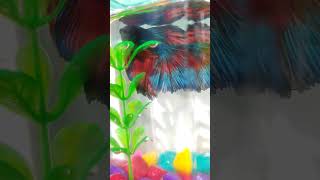 Betta fish ❤️ fighter fish ❤️ beautiful fish shorts ❤️