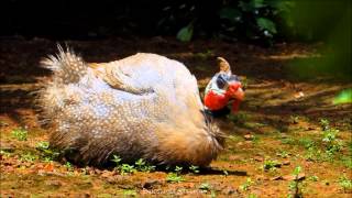 Guinea Fowl - Natural Solution to Garden Pest Problems