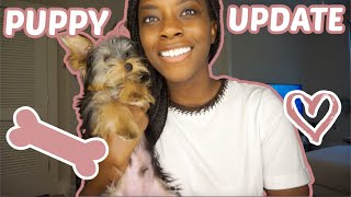 Life With A New Yorkie Puppy + 2 Month Puppy Update