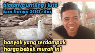 inilah pihak pihak yang terdampak harga bebek murah saat ini