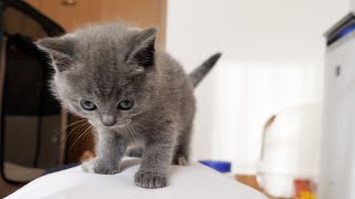 Kittens climb over the owner's stomach many times