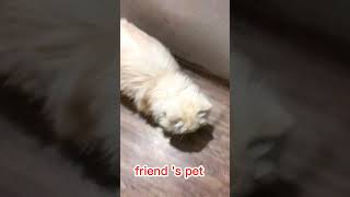 pet - My Kiku #short #shortfeeds #viral #youtubeshorts #pets #cat