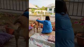 พี่เดือนถึงบ้านปุ๊บมาหาหนูซิงเลย หนูดีใจมาก เขินเลย #kawaii #cute #youtubeshorts #animals #animals