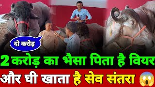 Sonpur mela में आया 2 करोड़ का भैसा पिता है वियर घी दूध खाता है सेव संतरा 8 लाख का भैंसी 34 लिटर दूध