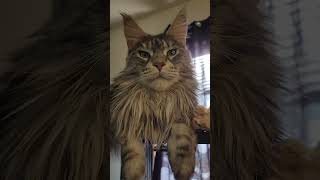 Meet Tovi  our Maine Coon ! She is a Lover not a fighter .@WeLikeRocks