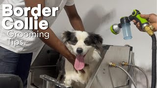 De-Shedding a Border Collie : Essential Tips #fyp #dog #reel #youtubeshorts #viralvideo #petlovers