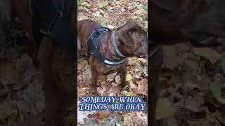 Gunnarr's words of wisdom #999 #shortvideo #viral #short #doglover