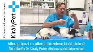 Allergiateszt és allergia kezelése kisállatoknál -  Élő online előadás Dr. Király Péterrel