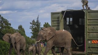 Kenya aşırı nüfus artışı nedeniyle fillerin yerini değiştiriyor