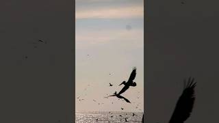 Muchos pelícanos en la playa"Agua  Dulce " Chorrillos.