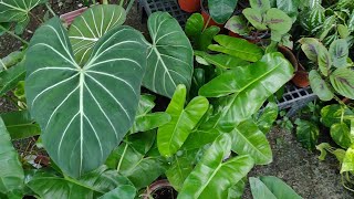 Plant nursery update. It's fast becoming a jungle. More chores! #juliardbotanical #plants