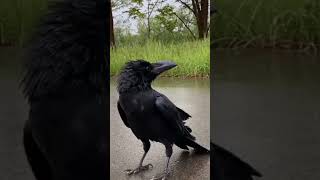 #Hooded #crow #Common# raven #New Caledonian# crow #White-necked# raven