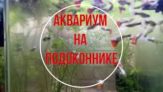 Мои аквариумы. Проблемы в гуппятнике. #guppies  #гуппи