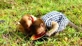 Lovely both monkey Roma and Lele look so yummy when they are eating melon