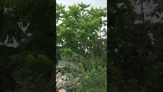 Орех Маньчжурский🌳 г Чита, Забайкальский край